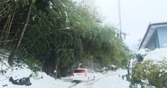 竹害による日照不足・路面凍結