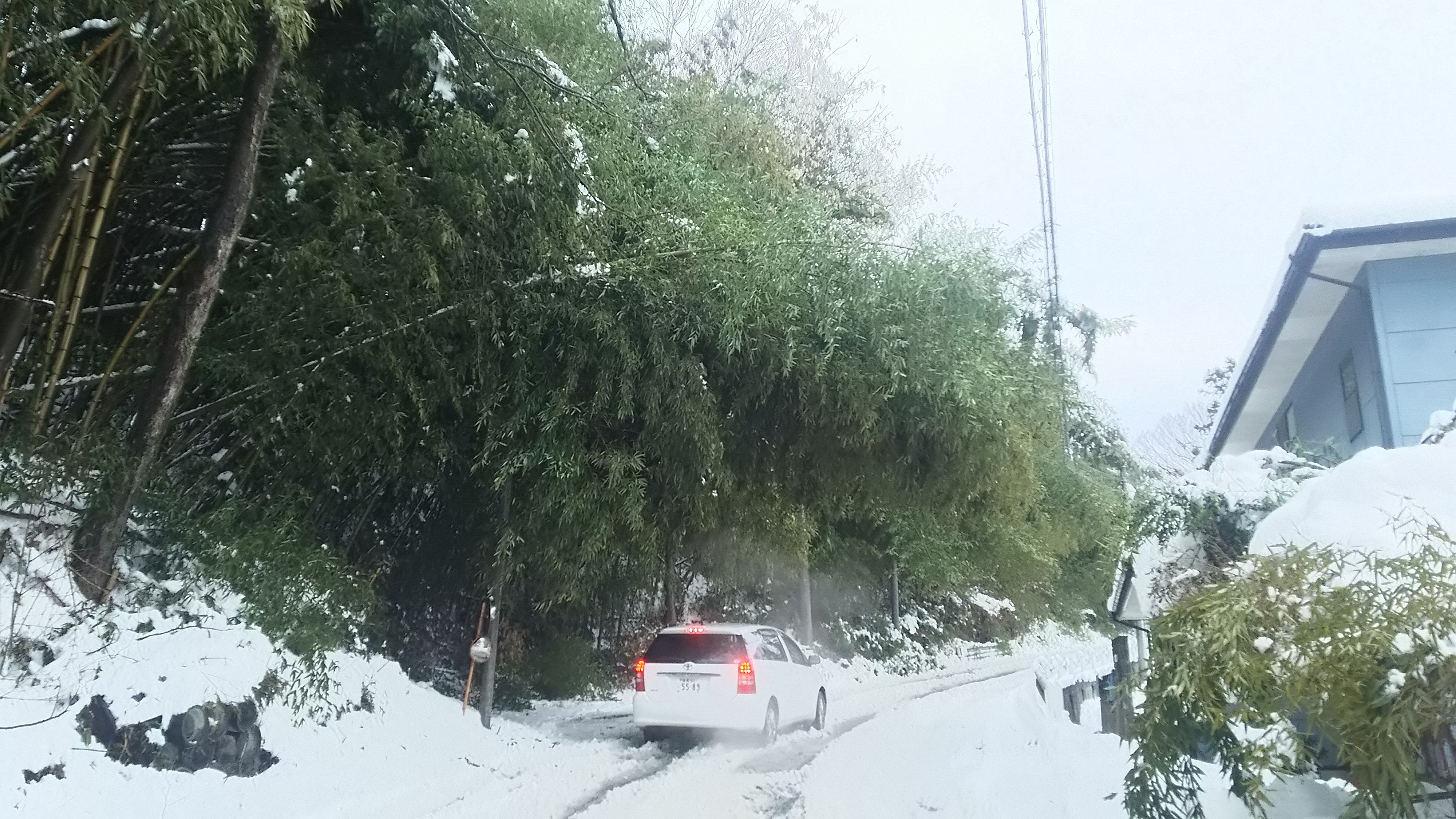 竹害による日照不足・路面凍結